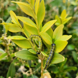 Box tree moth caterpillars on new leaves