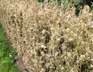 Box moth caterpillar damage to my hedge